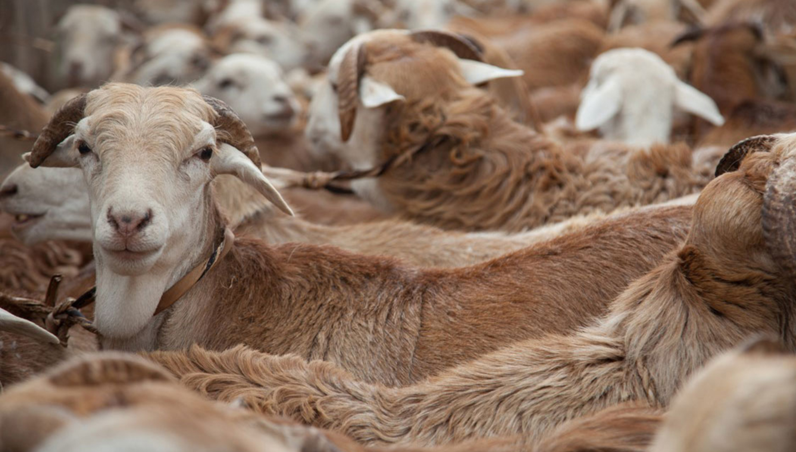 Climate-Smart Livestock Production