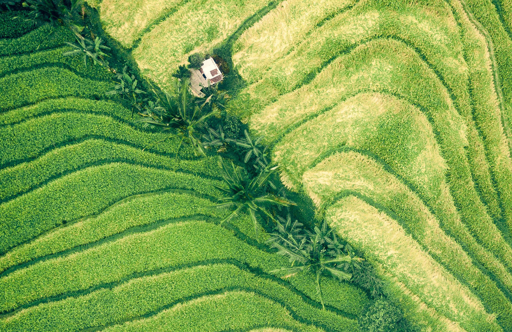 Safeguarding Land Tenure Rights in The Context of Agricultural Investments