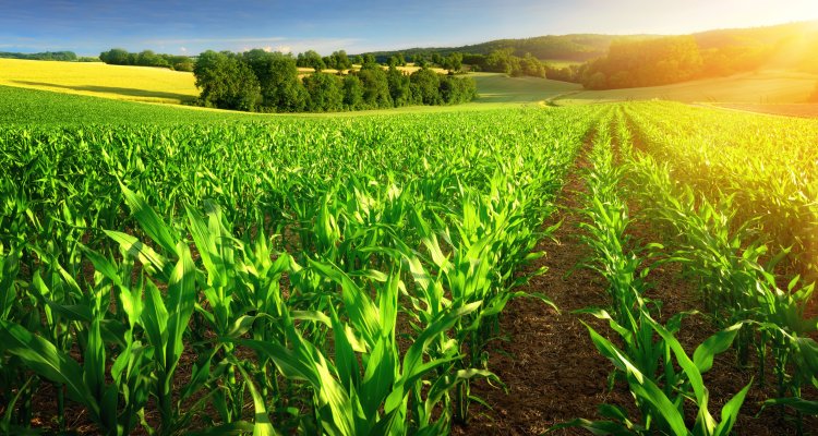 Sustainable Food Security: Crop Production