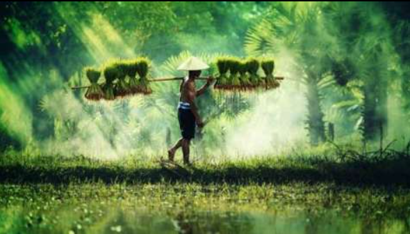 Introduction to the Global Environment Facility (GEF)