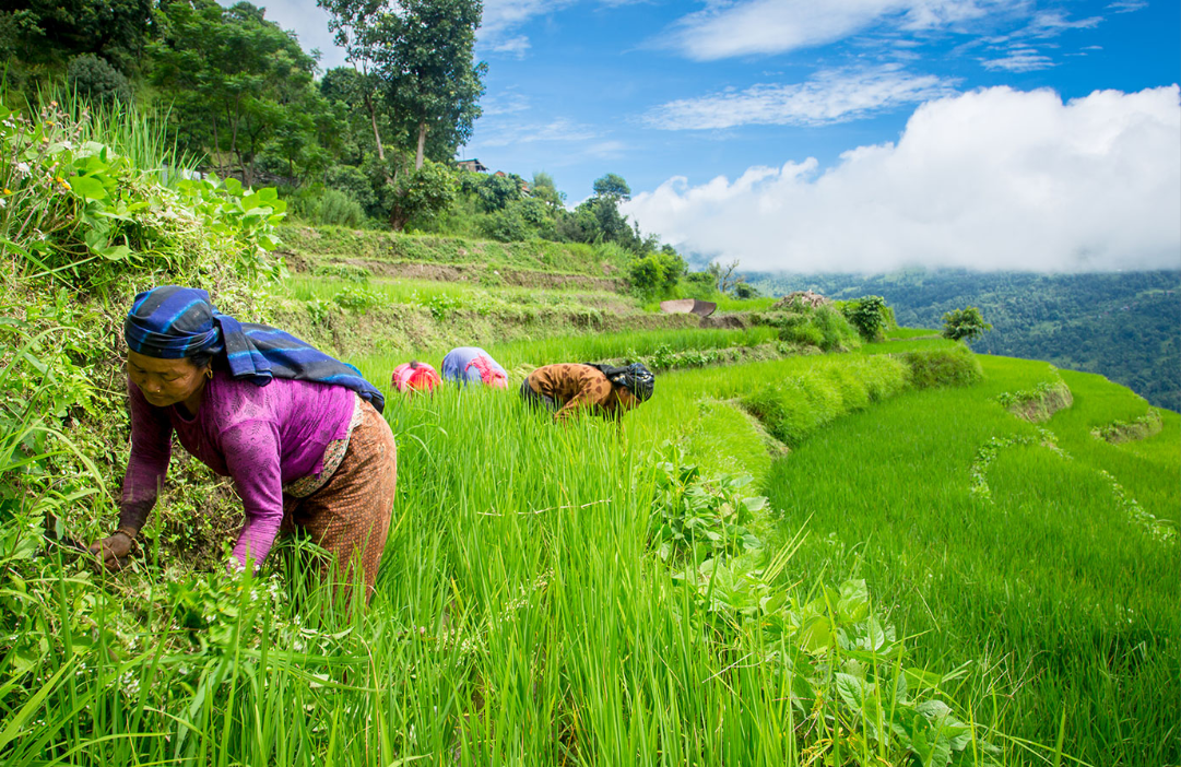 SDG Indicator 2.1.2 - Using the Food Insecurity Experience Scale (FIES)