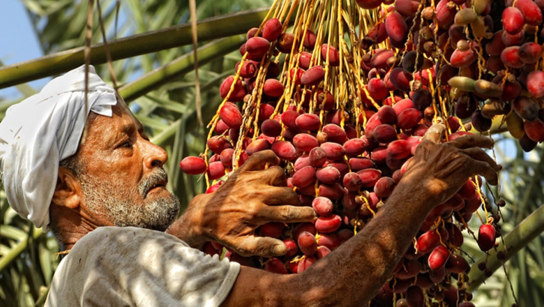 Migrant workers in agrifood systems